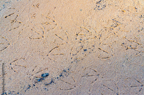 Bird footprints in the sand on the shore