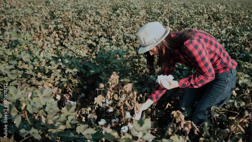 Young farmer woman harvests ripe cotton. Young farmer woman harvests ripe cotton.