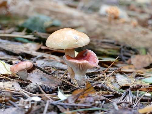 dieses ungleiche Paar ist mir bei einem Spaziergang im Wald direkt aufgefallen