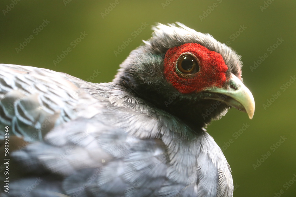 Colorful head of rare and critically endangered edwards's pheasant, lophura edwardsi in close-up view