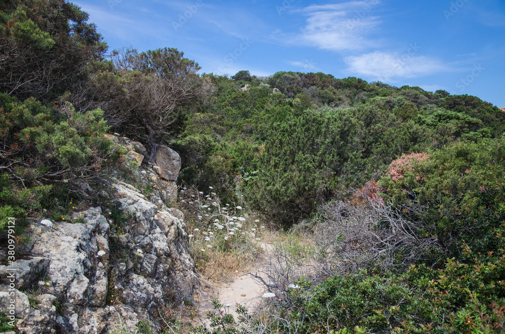 Macchia auf Sardinien