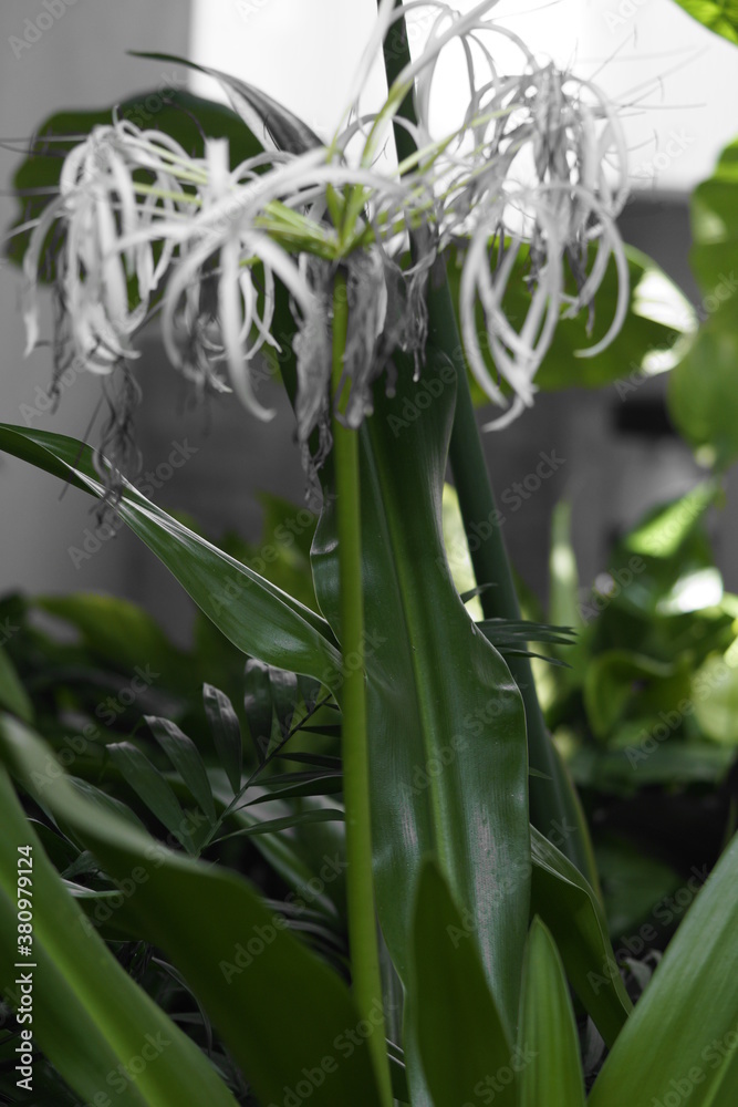 Obraz premium orchid