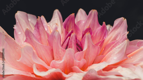 Closeup of pink dahlia flower