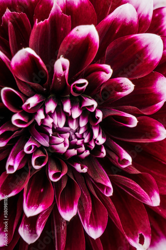 Closeup purple dahlia flower