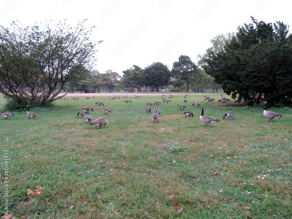 duck in Flushing Meadows Corona Park Queens New York City