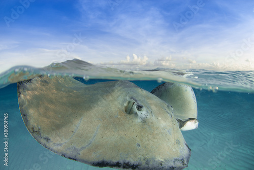 A southern stingray in Stingray City