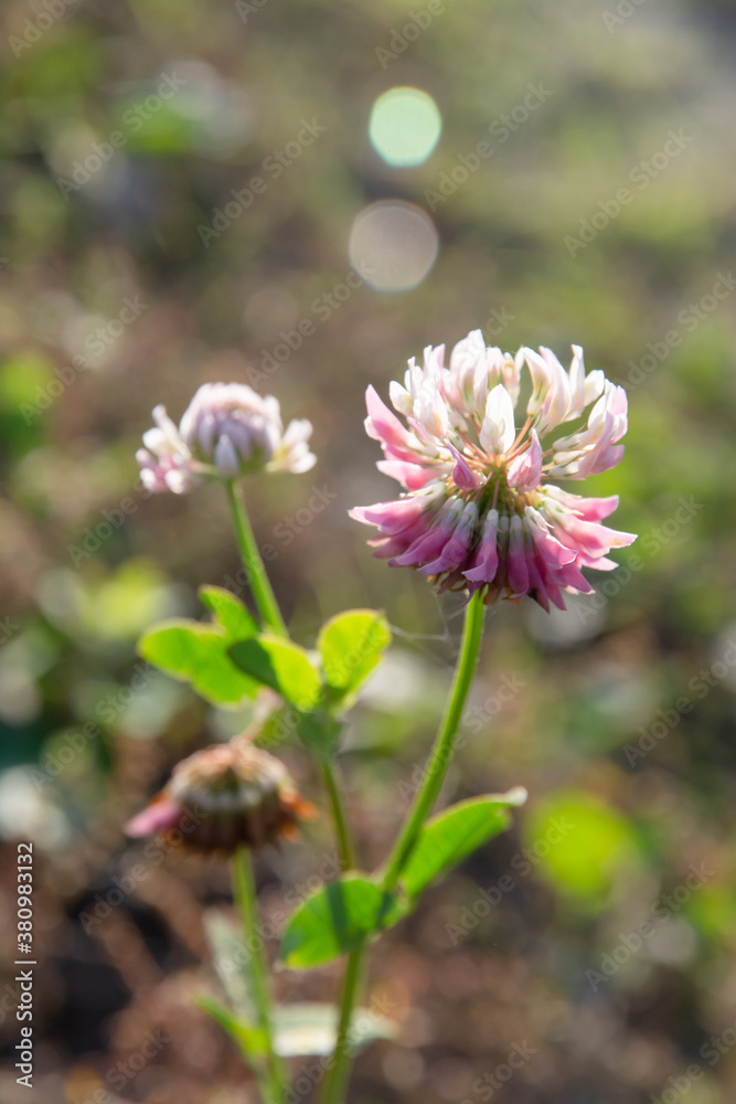 floral blurred shamrock flower background with sun glare floral blurred shamrock flower background with sun glare