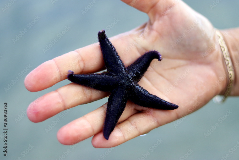 Hand holding black starfish - close up Hand holding black starfish - close up