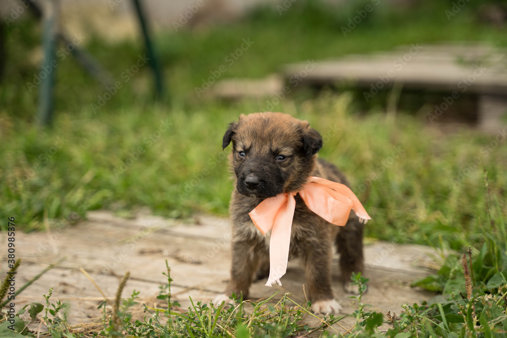 small brown puppy with an orange bow small brown puppy with an orange bow