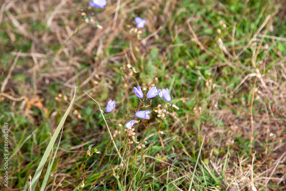 Glockenblume