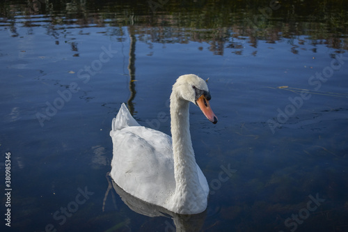 Beautiful Irish Swan in Canal