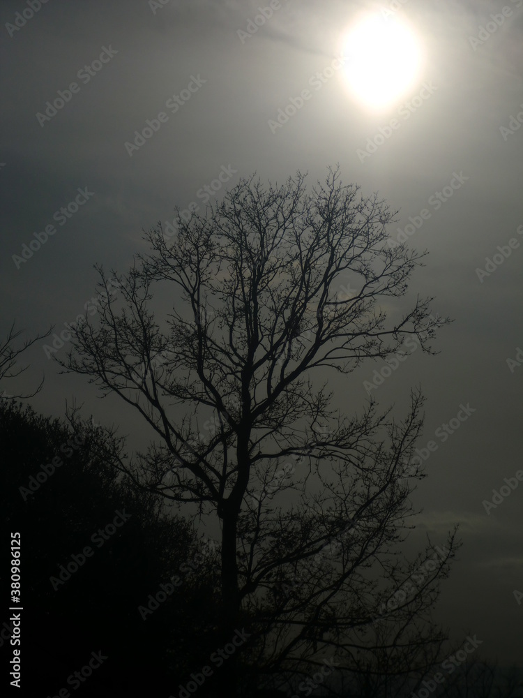 Fototapeta premium 冬曇りのシルエット