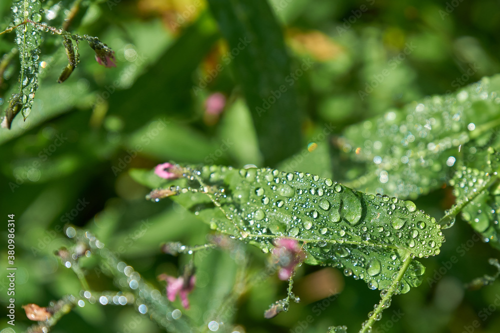 A drop of dew on leaves