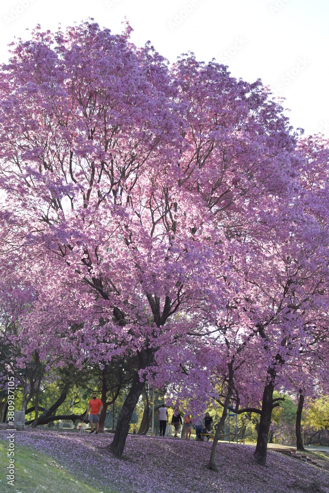 LAPACHOS, arboles de flores rosas