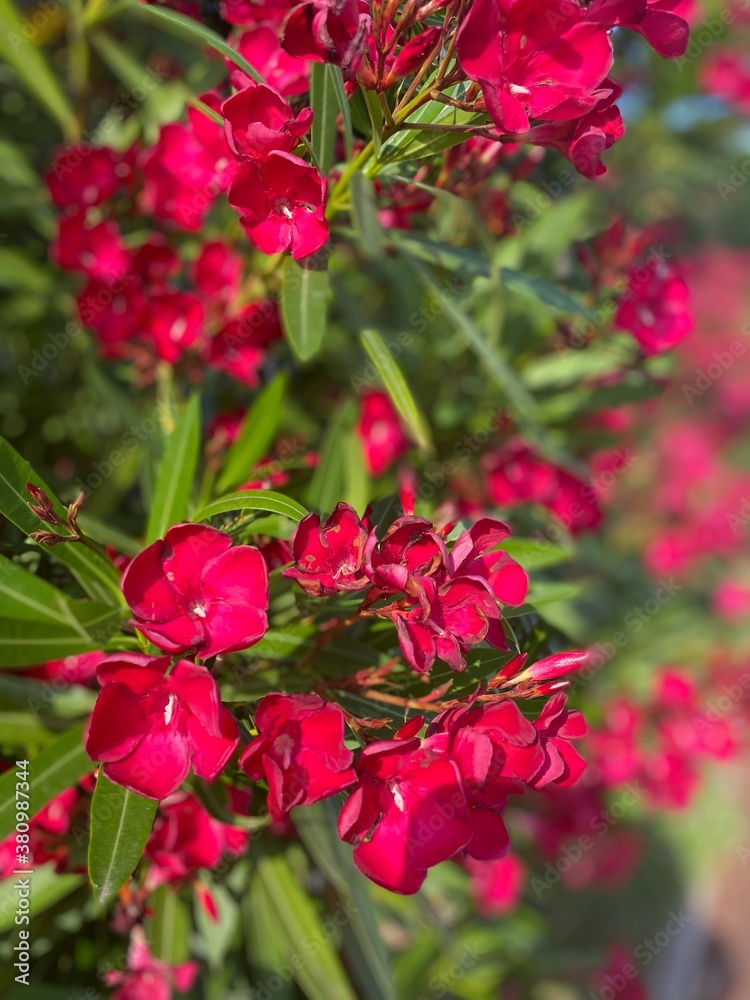 red rose bush red rose bush