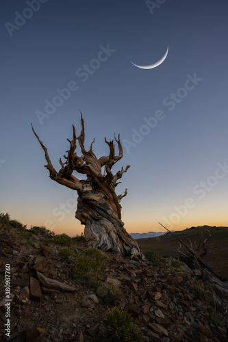 Crescent moon over an Ancient Bristlecone Pine Tree in Bishop California © Michael