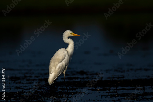 Great Egret © Birdman