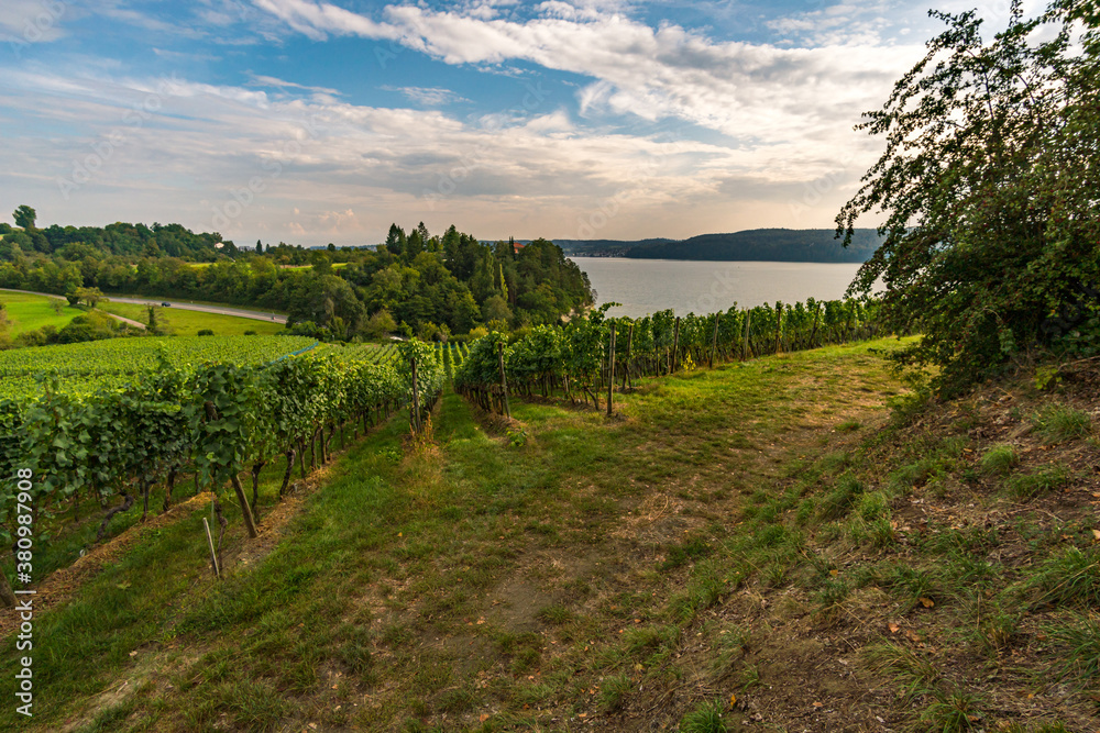 Fototapeta premium Hiking path through the beautiful vineyards on Lake Constance near Uberlingen