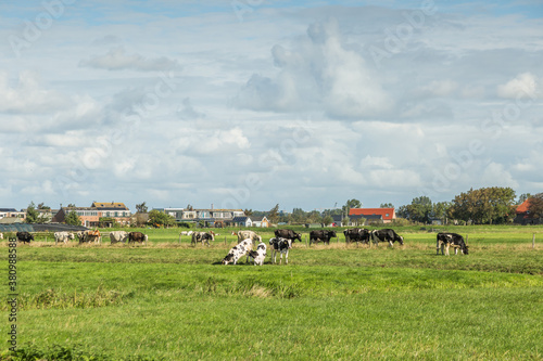 Dutch summer polder landscape at village Weipoort with green meadows and grazing black-colored cows and in the background a dike with houses and farms against a background of sky with clouds