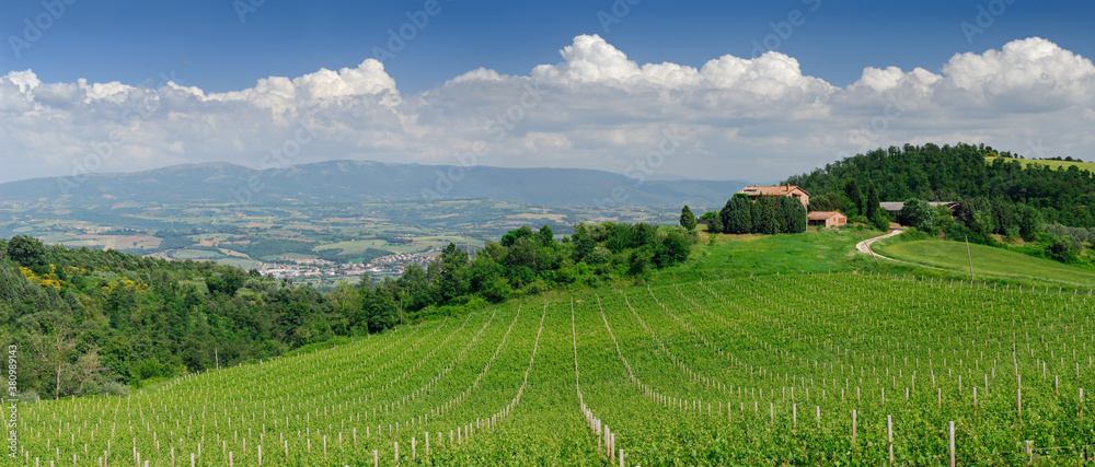 Panorama of vineyard on Umbrian hillside overlooking Ponterio and the Tiber Valley