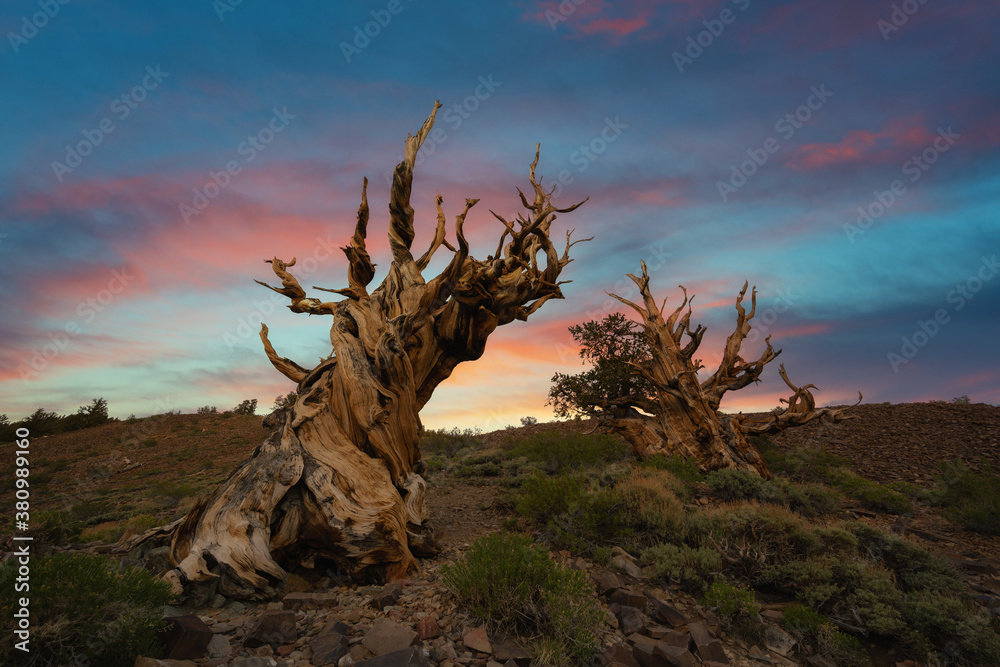 Vibrant sunrise over ancient Bristlecone Pine Forest in California Vibrant sunrise over ancient Bristlecone Pine Forest in California