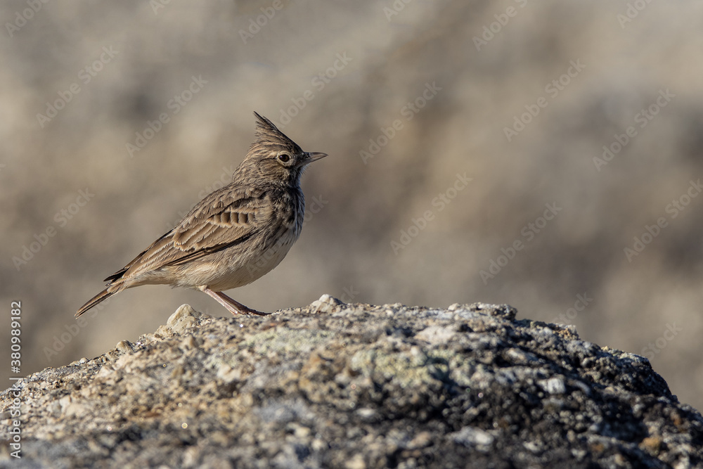 Crested Lark. Bird in its natural environment. Crested Lark. Bird in its natural environment.