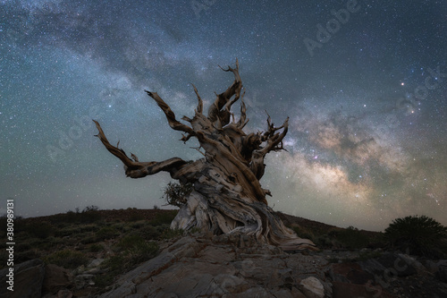 Milky Way Galaxy at Ancient Bristlecone Pine Forest © Michael