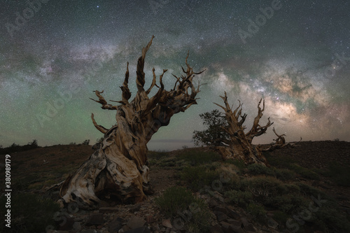 Milky Way Galaxy panorama over Ancient Bristlecone Pine Forest in California © Michael