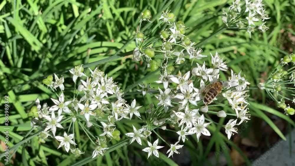 Honey bee in garden Honey bee in garden