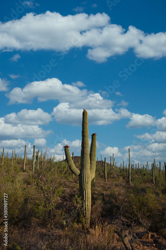 Saguaro National Park daytime view in Arizona