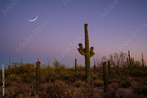 Crescent moon over Saguaro cactus in Arizona
