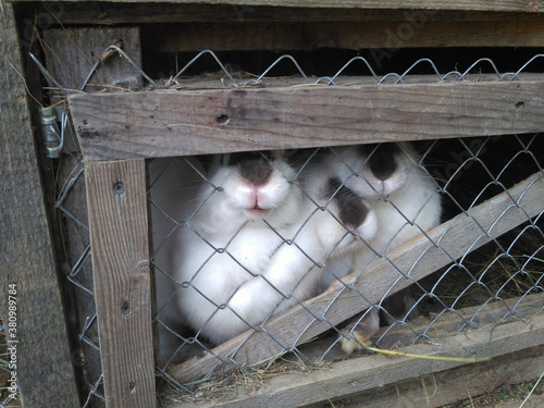 rabbits in a cage on a farm