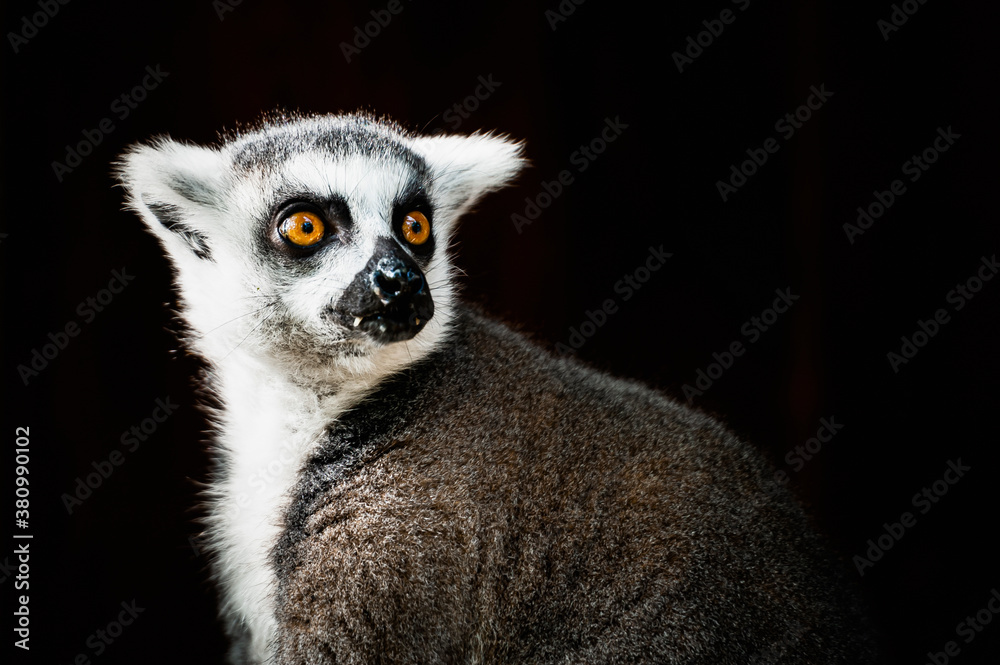 Obraz premium Portret lemura katta