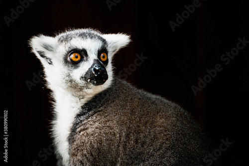 Portrait d'un lémurien maki catta