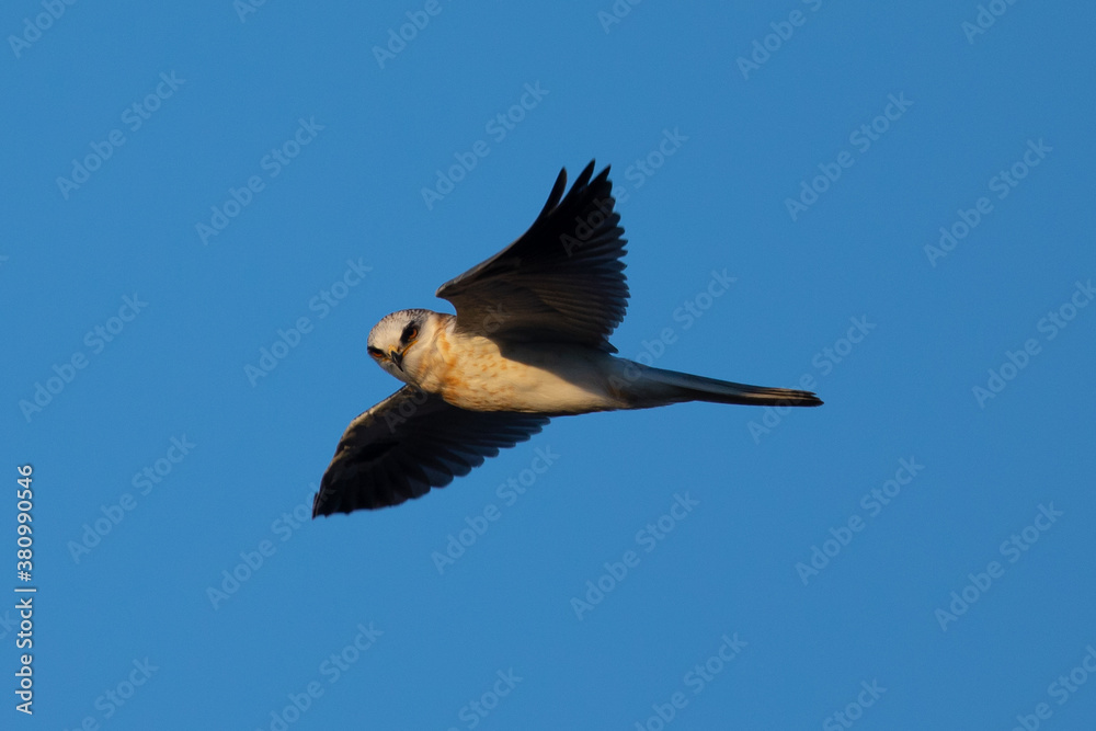 Close-up of a juvenile white-tailed kite flying in the wild, seen in beautiful light in North California Close-up of a juvenile white-tailed kite flying in the wild, seen in beautiful light in North California