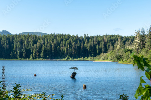 Port Renfrew, Vancouver Island, British Columbia, Canada. View of an Iconic Bonsai Tree at the Fairy Lake