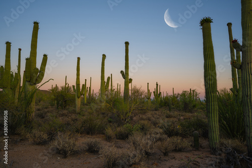 Moon over Saguaro National Park cactus at dusk