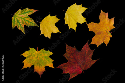 Bright, colored autumn maple leaves on a black background. Horizontal photo, top view.
