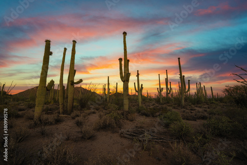 Colorful sunset at Saguaro National Park near Tuscon Arizona