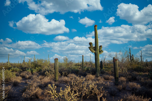 Saguaro cactus near Tuscon Arizona during the day