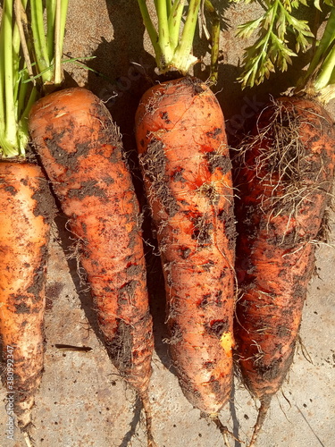 Organic and natural vegetables  carrots. photo