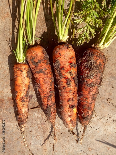 Organic real vegetables, carrots. photo