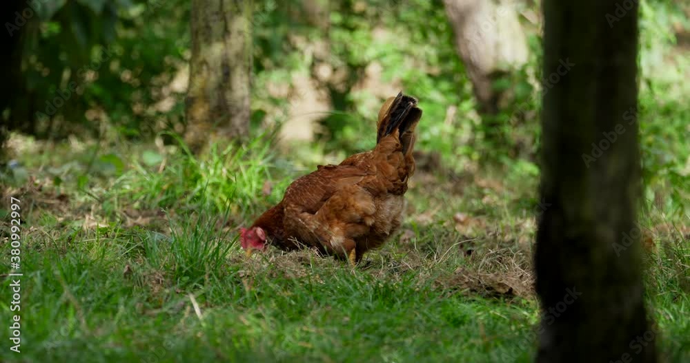 Hens grazing and looking for food, cage-free, without captivity, without animal abuse, producing organic meat and eggs Hens grazing and looking for food, cage-free, without captivity, without animal abuse, producing organic meat and eggs