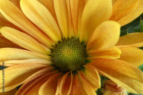 Macro di fiori autunnali. Fiori gialli di Crisantemo.