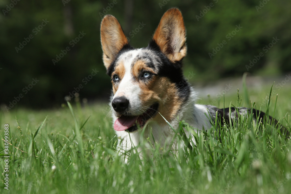 Amazing Welsh Corgi Cardigan