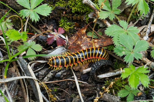 Fényképezés Black/Yellow/Red millipede crawling on the forest floor
