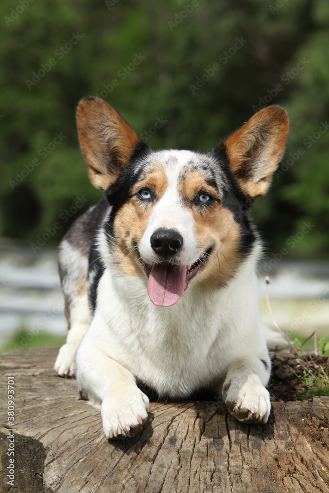 Amazing Welsh Corgi Cardigan Amazing Welsh Corgi Cardigan