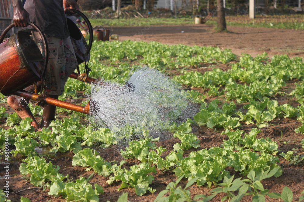 Fototapeta premium Au jardin 