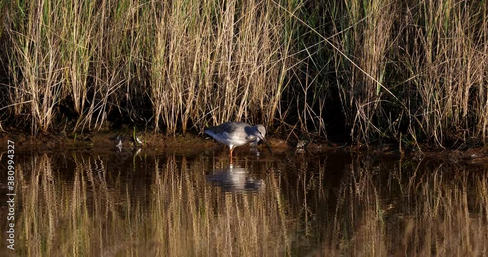 Tringa erythropus, walks through a lagoon at sunset in search of food, limicola bird Tringa erythropus, walks through a lagoon at sunset in search of food, limicola bird