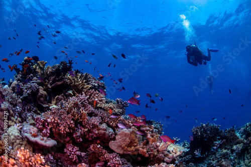 Fototapeta Naklejka Na Ścianę i Meble -  A diver watching the tropical fish on the reef